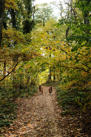 German Shepherd and Australian Shepherd dogs walking together along forest path covered with autumn...