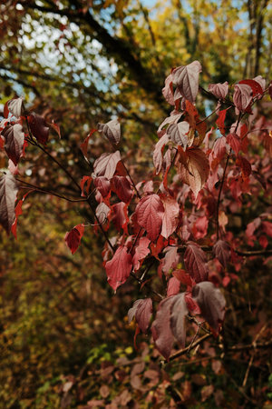 Close up of red autumn leaves on tree branches in Fruska Gora National Park Serbia showing seasonal...