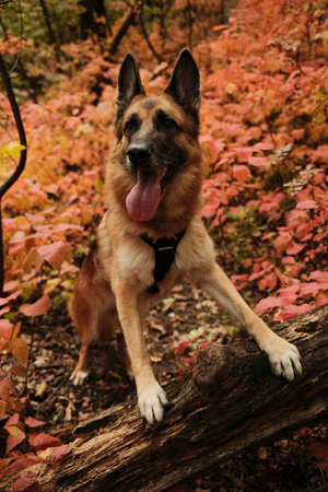 German Shepherd dog standing with front paws on fallen tree trunk surrounded by red autumn leaves in Fruska Gora National Park Serbiaの写真素材