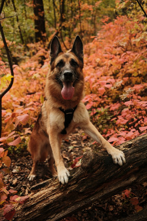 German Shepherd dog standing with front paws on fallen tree trunk surrounded by red autumn leaves in...