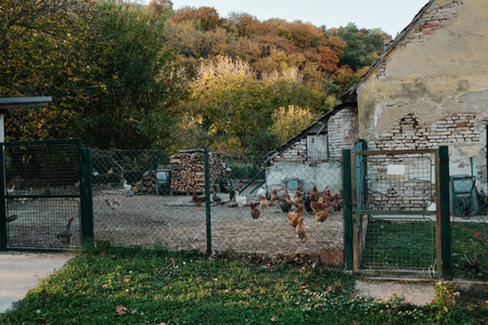 Flock of chickens standing in fenced yard beside old brick farmhouse in Serbian villageの写真素材