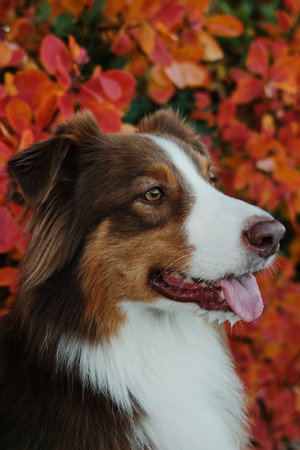 Portrait of red tricolor Australian Shepherd dog with red and orange autumn leaves background in...