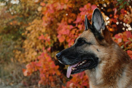Outdoor portrait of happy German Shepherd dog with colorful autumn foliage in background in forest. Pet outdoor portrait in fall seasonの写真素材