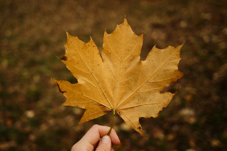 A person holds a yellow maple leaf against a blurred forest background in autumn. Symbol of nature,...