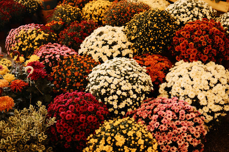 Bright chrysanthemums in white, yellow, red, and pink colors displayed in rows at a local flower marketの写真素材