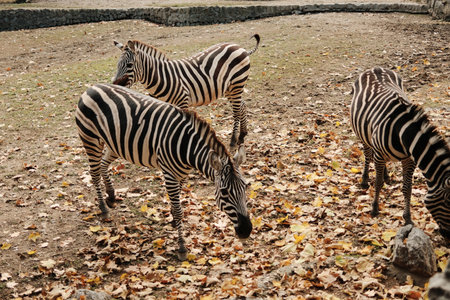 Three zebras standing and feeding among autumn leaves at Belgrade Zoo. Peaceful scene with warm natural tonesの写真素材