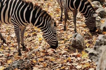 Two zebras eating grass among dry leaves in the open enclosure of Belgrade Zoo during autumn. Warm and natural atmosphereの写真素材