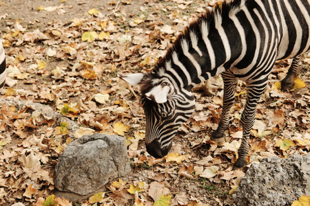 Close view of a zebra eating dry leaves on the ground at Belgrade Zoo in autumn. Natural textures and warm tonesの写真素材