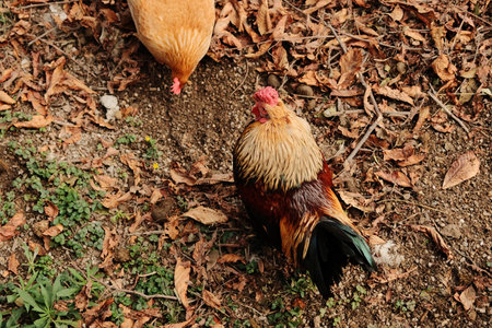 Rooster and hen pecking at the ground covered with dry autumn leaves at Belgrade Zoo. Warm earthy tones and natural lightの写真素材