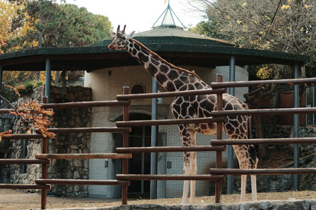 Tall giraffe standing beside its enclosure and building at Belgrade Zoo in autumn. Elegant animal in...