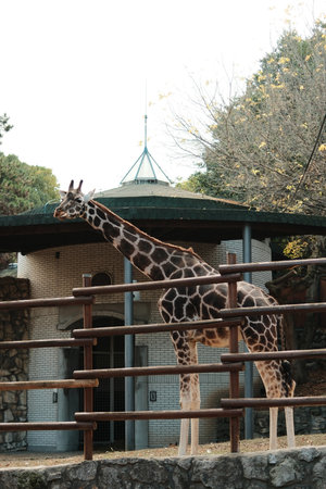 Tall giraffe standing beside its enclosure and building at Belgrade Zoo in autumn. Elegant animal in natural lightの写真素材