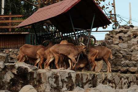Group of brown mountain goats eating hay under a metal shelter at Belgrade Zoo in autumn. Natural and rustic atmosphereの写真素材