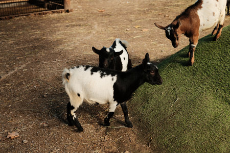 Two young goats playing and pushing each other on a small grassy hill at Belgrade Zoo. Sunny autumn day and natural sceneの写真素材