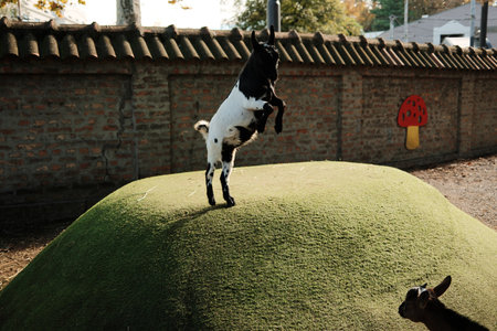 Black and white goat jumping on top of a small green hill in sunny enclosure at Belgrade Zoo. Playful and energetic momentの写真素材