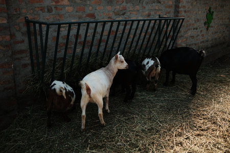 Group of colorful small baby goats feeding on hay inside a fenced area at Belgrade Zoo. Calm and rustic atmosphere in warm lightの写真素材