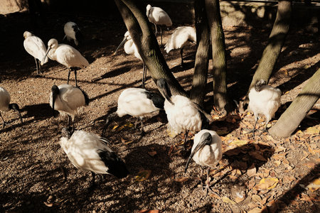 Group of white ibises with black heads walking under trees in autumn sunlight at Belgrade Zoo. Natural wildlife sceneの写真素材