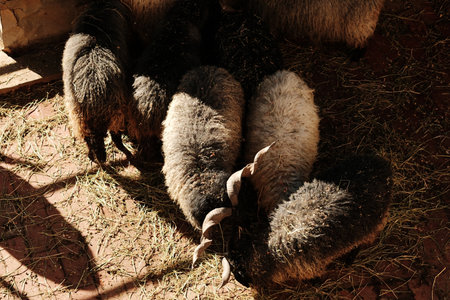 Flock of black and white sheep feeding on hay in warm sunlight. Rustic and natural atmosphereの写真素材