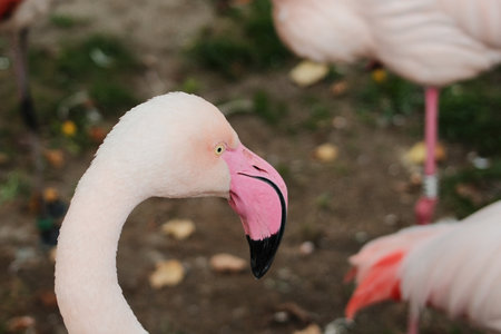 Detailed close-up of a pink flamingo head and curved beak in Belgrade Zoo, showing vibrant colors...