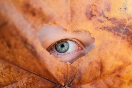 Close-up of a blue human eye peeking through heart-shaped hole in brown autumn leafの写真素材