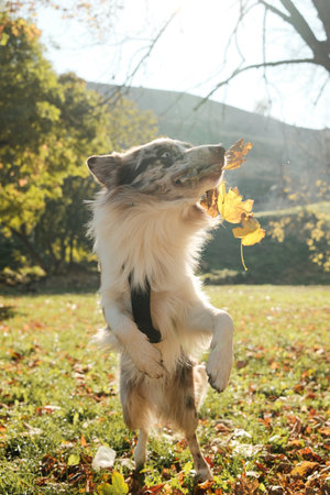 Red merle Border Collie standing on hind legs and catching a leaf in the air under warm autumn sunlightの写真素材