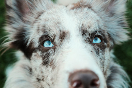 Close up of red merle Border Collie with striking blue eyes looking directly at camera against green backgroundの写真素材