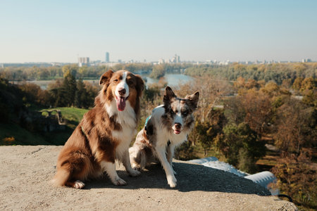 Two dogs, Border Collie and Australian Shepherd, sitting together on a hill with panoramic view of the city and river. Travel with pets conceptの写真素材
