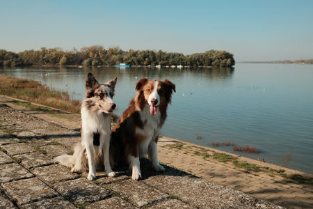 Two dogs, Border Collie and Australian Shepherd, sitting near the river on a sunny day surrounded by calm nature. Walking with pets conceptの写真素材