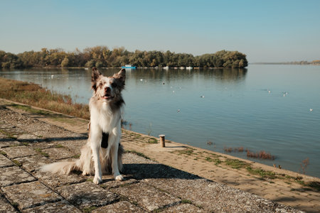 Calm red merle Border Collie sitting on a stone embankment by a wide river on a sunny autumn day. Peaceful outdoor scene with water and treesの写真素材