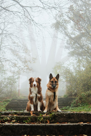 Two dogs German and Australian Shepherd sit calmly on the forest stairs before the fog-covered Kosmaj Monument, surrounded by autumn colors and soft mist. Travel with pets conceptの写真素材