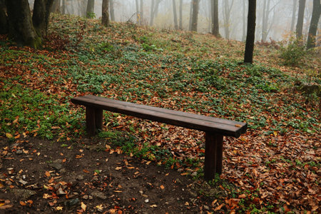 A simple wooden bench stands alone under the fog, surrounded by autumn trees and silence. A place for rest and reflectionの写真素材