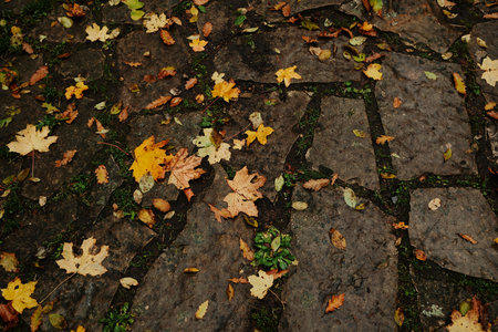 Colorful autumn leaves scattered over old stone path in the forest. Warm seasonal tones and natural...