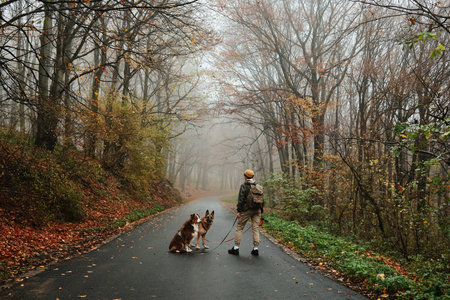 Woman walks two dogs German and Australian Shepherd on a foggy road through autumn forest. Peaceful...