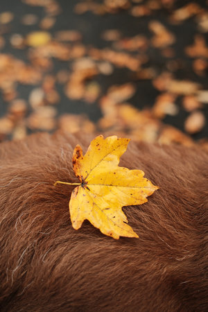 Bright yellow maple leaf resting on the soft brown fur of an Australian Shepherd dog. Gentle autumn moodの写真素材