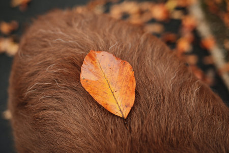 Closeup of an orange leaf lying on the back of brown Australian Shepherd dog with autumn colors in the backgroundの写真素材