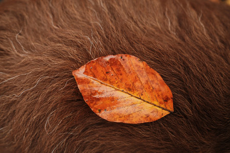 Close view of a wet orange leaf resting on brown fur of Australian Shepherd dog after rainの写真素材