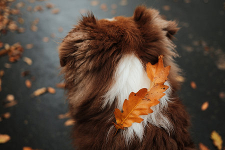 Brown Australian Shepherd dog sitting on the road with orange oak leaf on its back, surrounded by fallen autumn leaves. Red tricolor aussie puppyの写真素材
