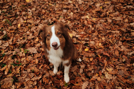 Brown and white Australian Shepherd sitting on dry oak leaves, smiling and looking directly up....