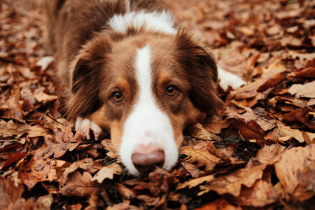Close-up portrait of brown Australian Shepherd lying on fallen leaves, showing gentle eyes and relaxed mood. Outdoor dog portrait in fall seasonの写真素材
