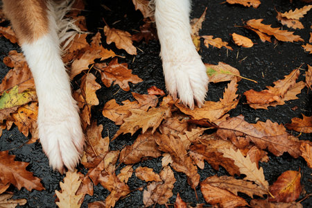 Close-up of white Australian Shepherd paws resting on wet asphalt with fallen brown leaves after rainの写真素材