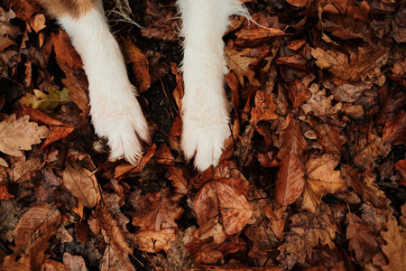 Detailed shot of Australian Shepherd dog white paws on fallen leaves, soft autumn light creating warm tonesの写真素材