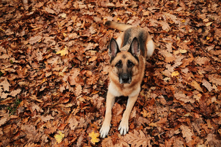 Calm German Shepherd lying on the ground covered with fallen leaves in warm autumn colors, looking attentively upward. Outdoor dog portrait in fall seasonの写真素材