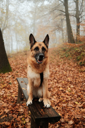 German Shepherd dog sitting on a wooden bench surrounded by fallen leaves in a misty autumn forest....