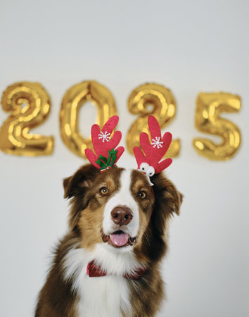 Greeting card with a dog and golden balloons in the shape of numbers 2025 - Happy New Year and Merry Christmas concept. Australian shepherd wears red reindeer antlersの写真素材