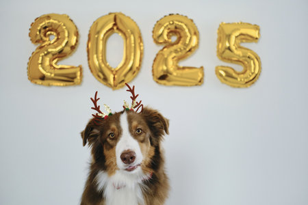 Greeting card with a dog and golden balloons in the shape of numbers 2025 - Happy New Year and Merry Christmas concept. Australian shepherd wears brown reindeer antlers - Santas helperの写真素材