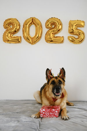 Greeting card with a dog, gift box and golden balloons in the shape 2025 - Happy New Year and Merry...