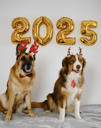 Greeting card with two happy dogs and golden balloons 2025 - Happy New Year and Merry Christmas concept. Australian and German shepherds wear red reindeer antlers - cutest Santa helpersの写真素材