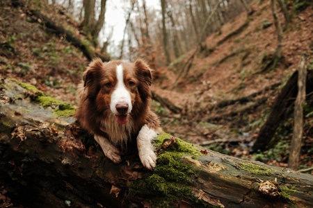 Brown Australian Shepherd lies on a moss-covered log in a quiet forest ravine. The scene conveys peace, adventure and a bond with nature. Hiking with pet conceptの写真素材