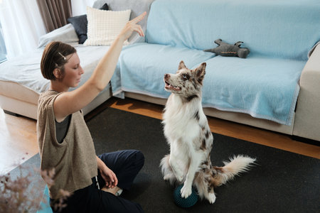 A border collie sits upright on a balance pod while the owner cues the exercise. The moment captures discipline, communication, and structured dog trainingの写真素材