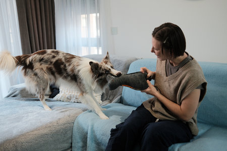A woman plays a tug game with her border collie holding a plush toy. The moment captures energy, engagement, and playful indoor bondingの写真素材