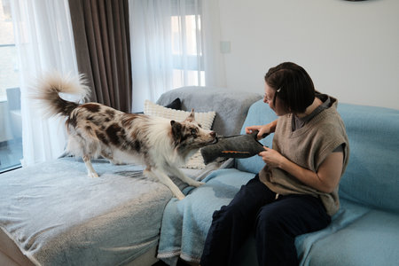 A woman plays a tug game with her border collie holding a plush toy. The moment captures energy, engagement, and playful indoor bondingの写真素材